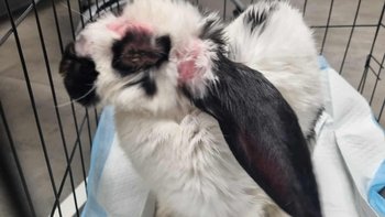 Zbiórka Walka o życie - miniaturka zdjęcia