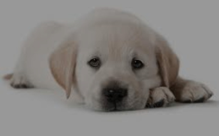 Zbiórka Na mózg dla Karola - zdjęcie główne