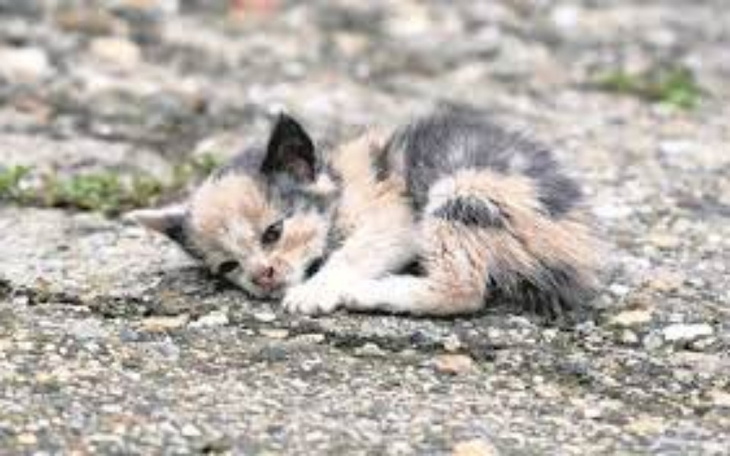 Zbiórka Pomoc bezdomnym kotkom - zdjęcie główne