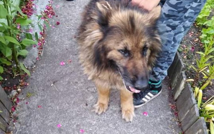 Zbiórka Pomoc dla Samby - zdjęcie główne