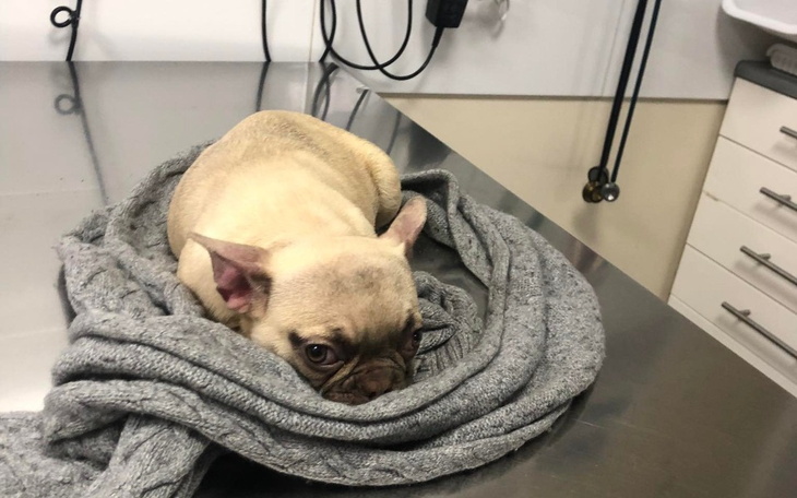 Zbiórka Pomóż Szarlotce, ma 6 miesięcy - zdjęcie główne