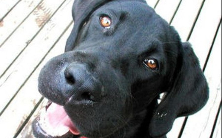 Zbiórka Na nowy dom dla pieska - zdjęcie główne