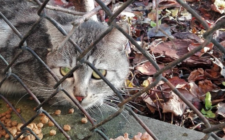 Zbiórka Kocie bezdomniaczki - zdjęcie główne