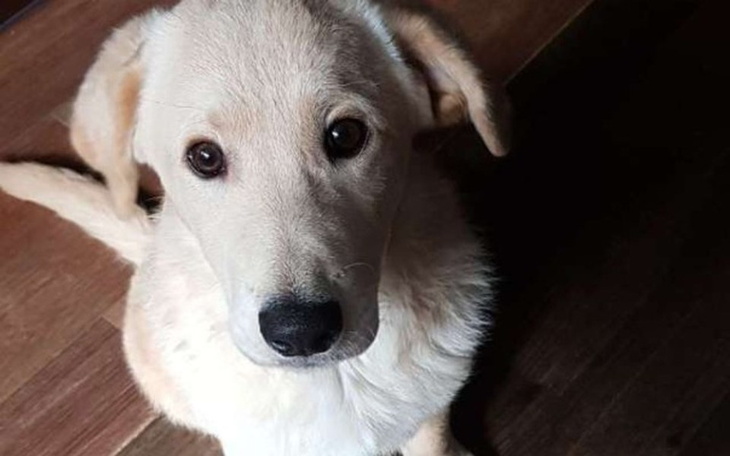 Zbiórka Operacja Dropsa - zdjęcie główne