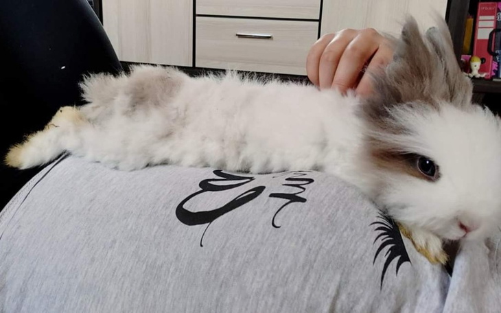 Zbiórka Na kastracje Wiki i Toli - zdjęcie główne