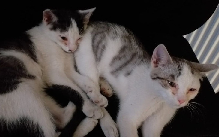 Zbiórka Leczenie uratowanych kotek - zdjęcie główne