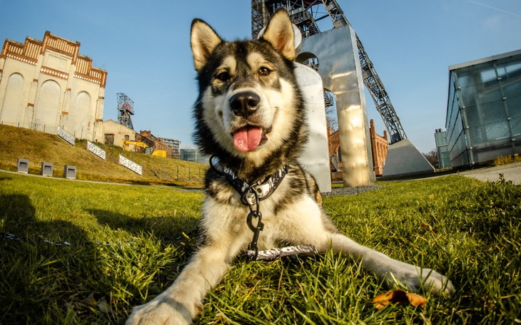 Zbiórka Chemiczna Kastracja Floczka - zdjęcie główne