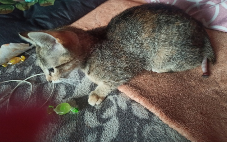 Zbiórka Amputacja ogona małej kotki - zdjęcie główne