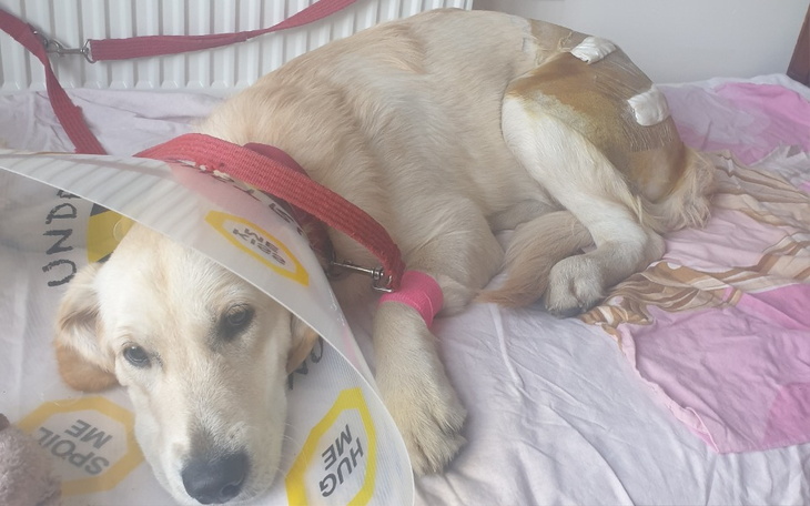 Zbiórka Na ratowanie życia Luśki - zdjęcie główne