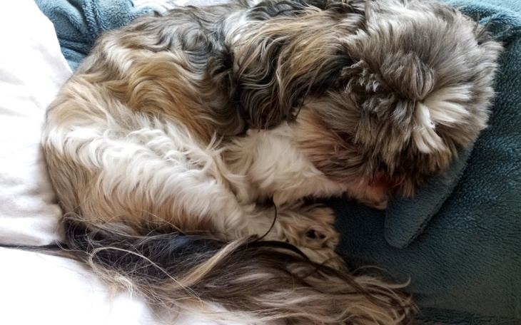 Zbiórka Pomóż Miśce normalnie żyć - zdjęcie główne