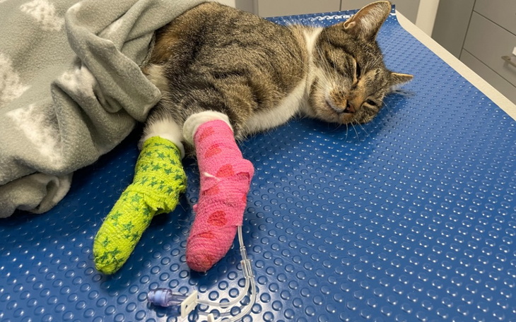 Zbiórka Leczenie Stiflerka - zdjęcie główne