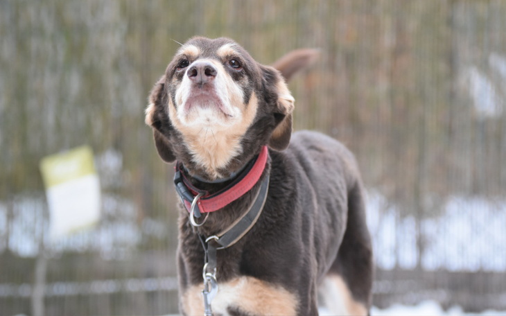 Zbiórka Trójłapka Xsara prosi Was o cud - zdjęcie główne