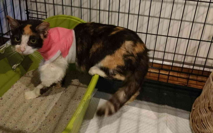 Kot w klatce, noszący różowy sweterek.