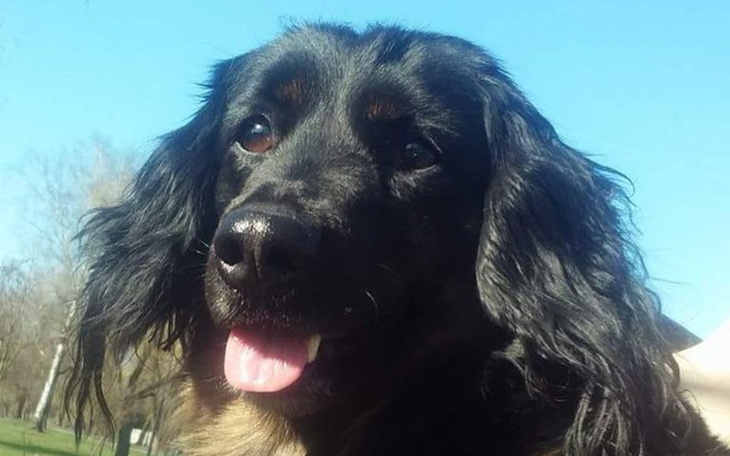 Zbiórka Punia - sterylizacja,szczepienia - zdjęcie główne