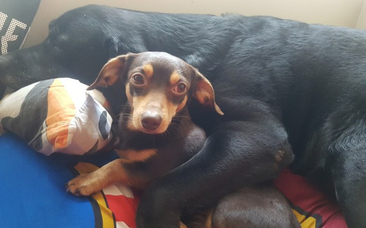 Zbiórka Operacja Leosia - zdjęcie główne