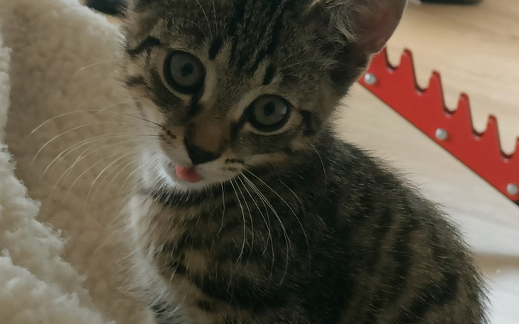 Zbiórka By kotek znów mógł chodzić - zdjęcie główne