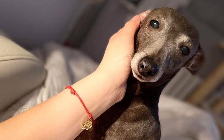 Zbiórka Badanie kardiologiczne Chantal - zdjęcie główne