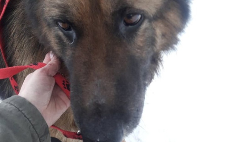 Zbiórka Ratujemy Mikę z lasu - zdjęcie główne