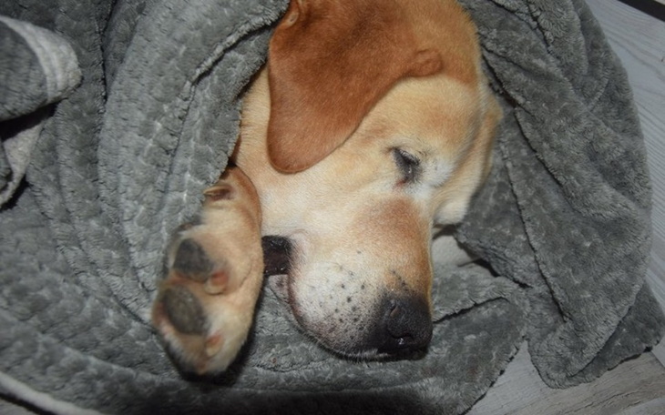 Zbiórka Jedyny ratunek dla Lakiego. - zdjęcie główne