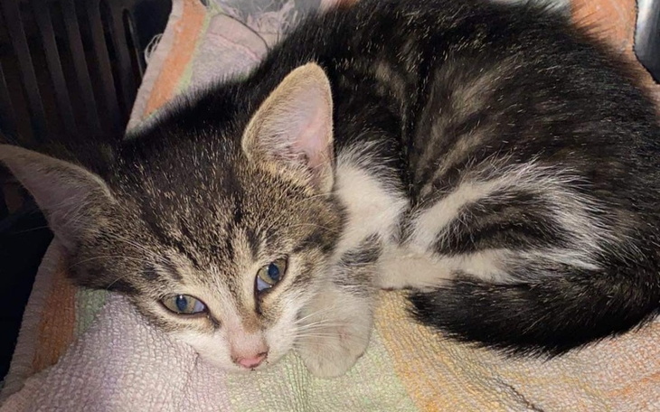 Zbiórka Leczenie niepełnosprawnego kotka - zdjęcie główne