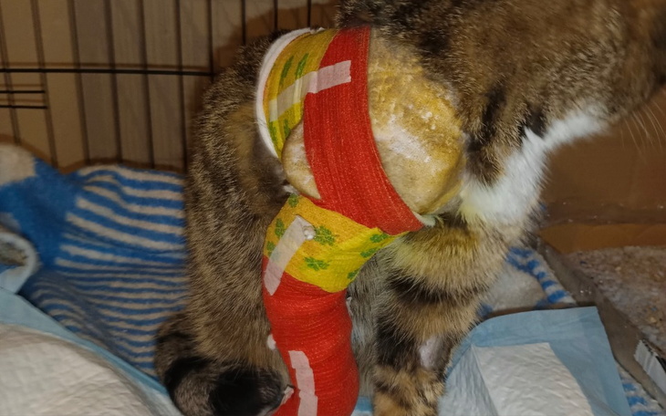 Zbiórka Na operację wyrwanej łapy u kota - zdjęcie główne