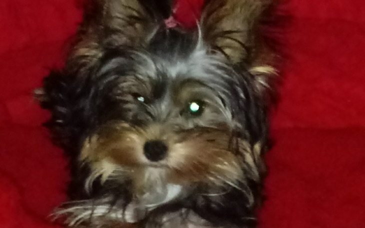 Zbiórka Uratujmy oczko Azusi-Przeszczep - zdjęcie główne