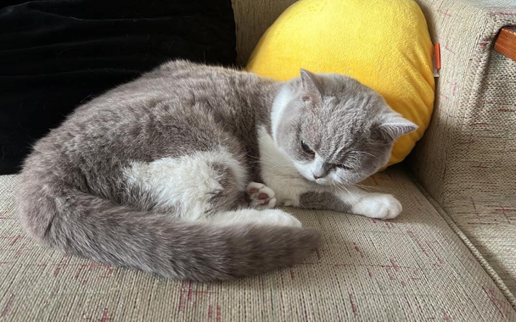 Zbiórka Leczenie Eklerka - zdjęcie główne