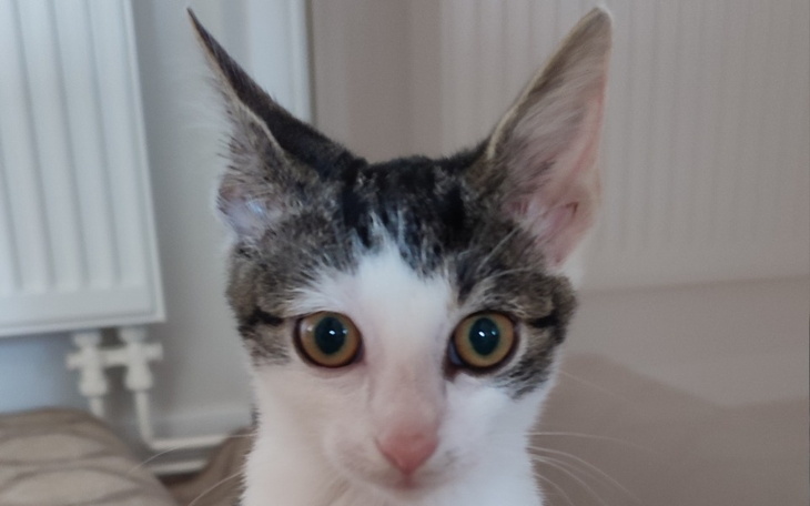 Zbiórka Leczenie Lodzi - zdjęcie główne