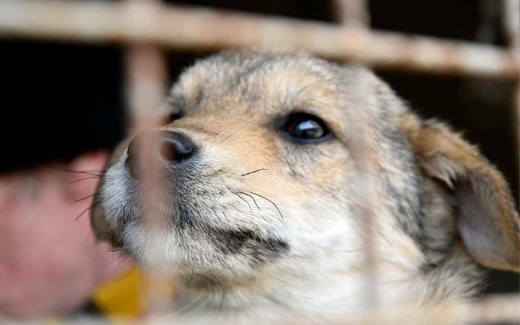 Zbiórka Parwowiroza -ratujmy szczeniaki. - zdjęcie główne