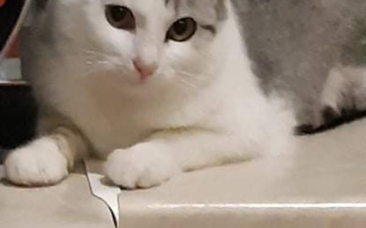 Kot leżący na blacie, z szarym i białym futrem, z ciekawym spojrzeniem.