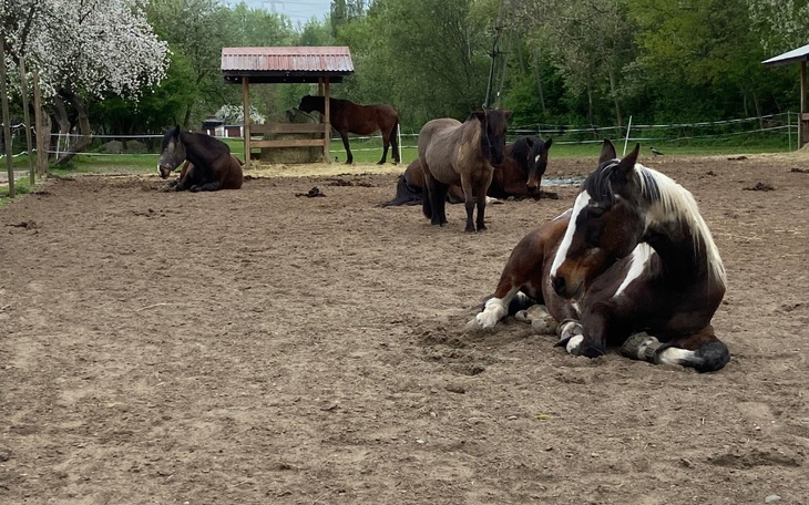 Grupa koni odpoczywających na ujeżdżalni.