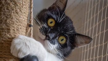 Zbiórka Bazarek SISI Koty Sieroty - miniaturka zdjęcia