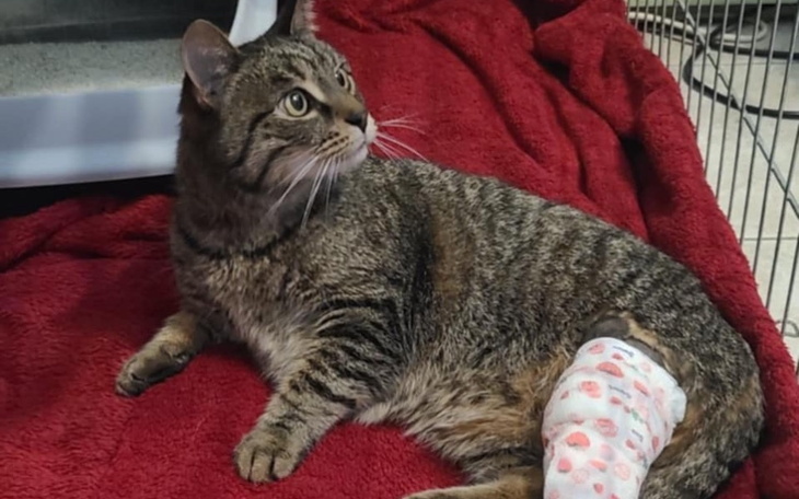 Zbiórka Leczenie Kulki- kotki ze stajni - zdjęcie główne