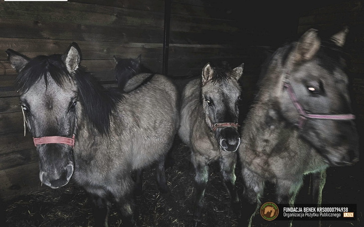 Trzy konie w stajni, stojące blisko siebie w ciemności.