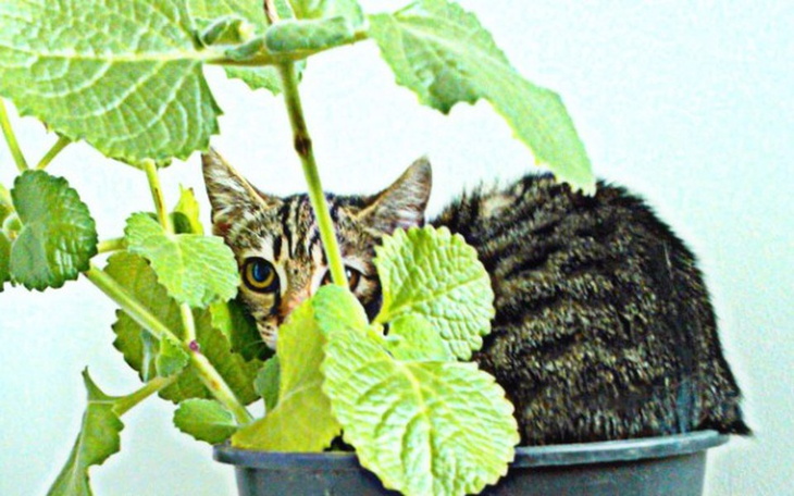 Zbiórka 1350 urodzinowych kiciaszków - zdjęcie główne