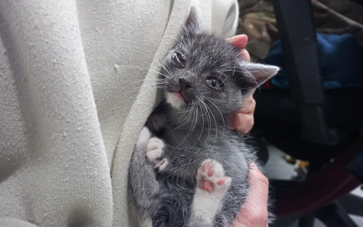 Mały szary kotek trzymany na rękach, z dużymi oczami.