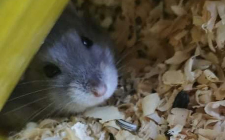 Zbiórka Pomoc dla chomiczka - zdjęcie główne