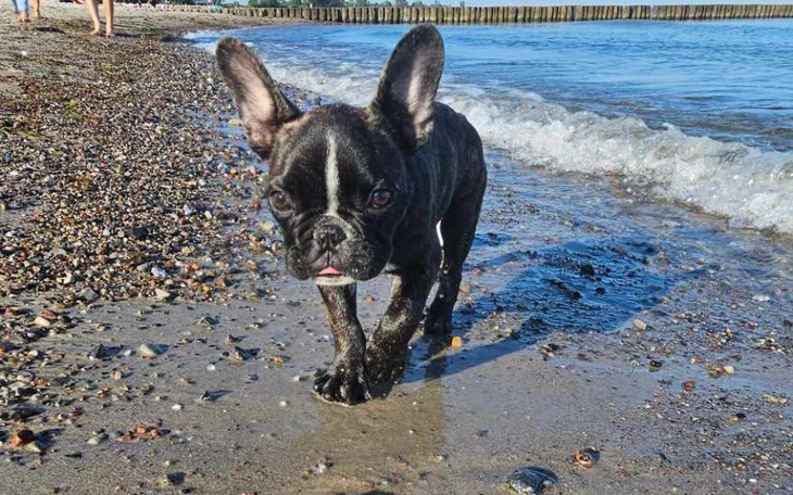 Zbiórka 3 miesięczny Gaky złamał łapkę - zdjęcie główne