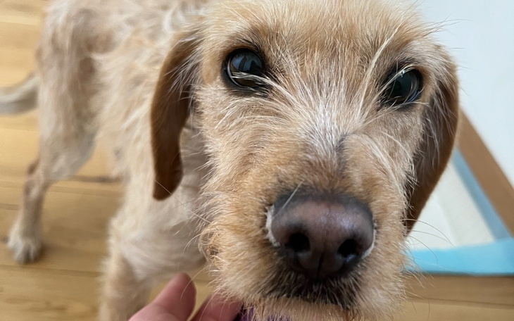 Zbiórka Krzyk rozpaczy psiego dziecka - zdjęcie główne