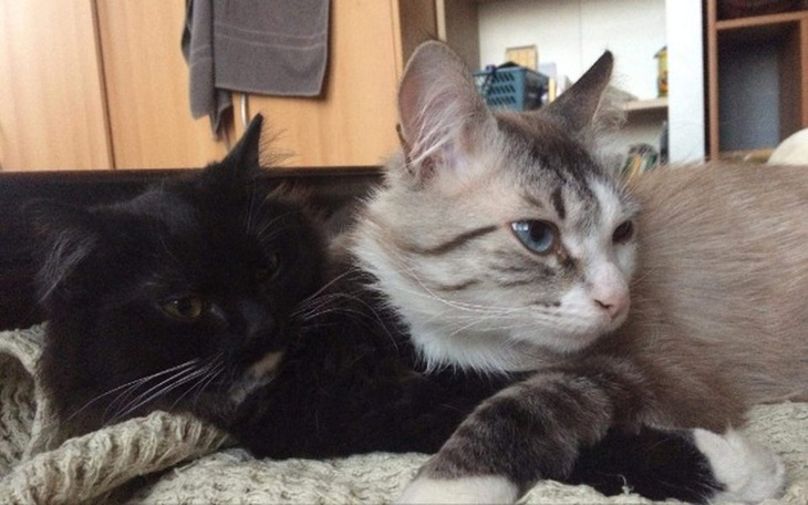 Zbiórka Wspieramy bezdomne kicie - zdjęcie główne