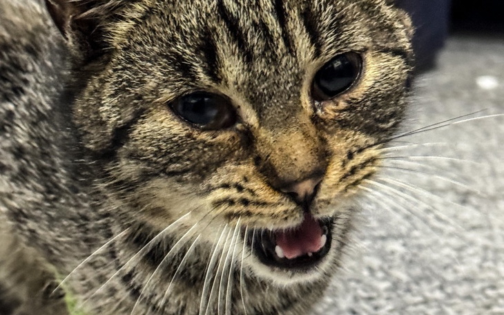 Zbiórka Znajdka - upodlona ofiara świąt - zdjęcie główne