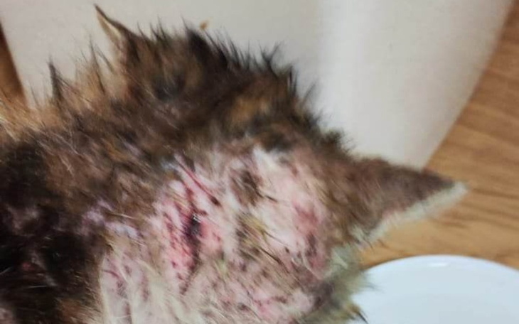 Zbiórka Serwis wet. - zdjęcie główne