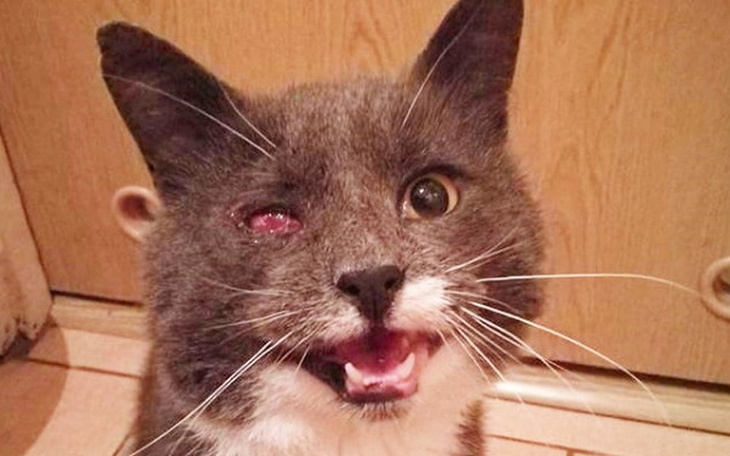 Zbiórka Czy ktoś zawalczy o mnie?! - zdjęcie główne