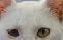 Zbiórka zaćma u kotka - miniaturka zdjęcia