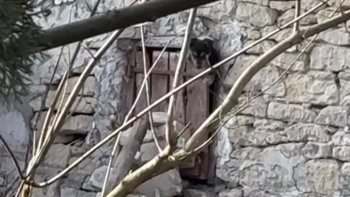 Zbiórka Pomoc dla 3 szczeniąt - miniaturka zdjęcia