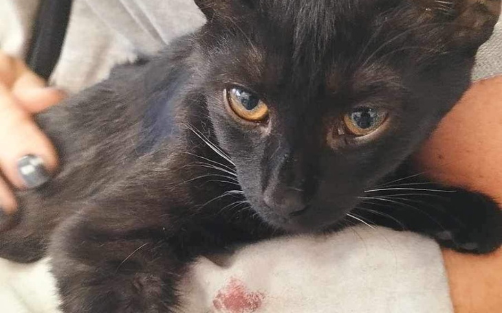 Kot w kocykach, szukający komfortu.