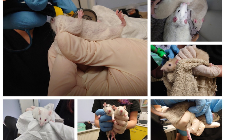 Zespół weterynaryjny zajmujący się białymi szczurami.