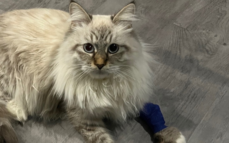 Kot z bandażem na łapie, leżący na podłodze.