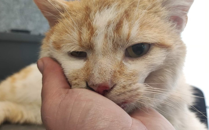 Zbiórka To tylko przybłęda - zdjęcie główne