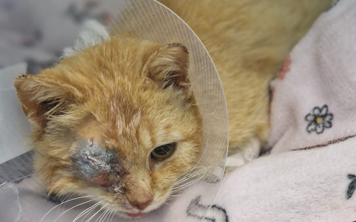 Zbiórka Będę żyć - zdjęcie główne